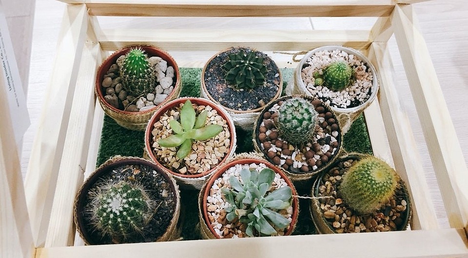 Kwiaty na parapecie DIY Półki na kwiaty DIY na parapecie w małym mieszkaniu 2026: oaza zieleni.