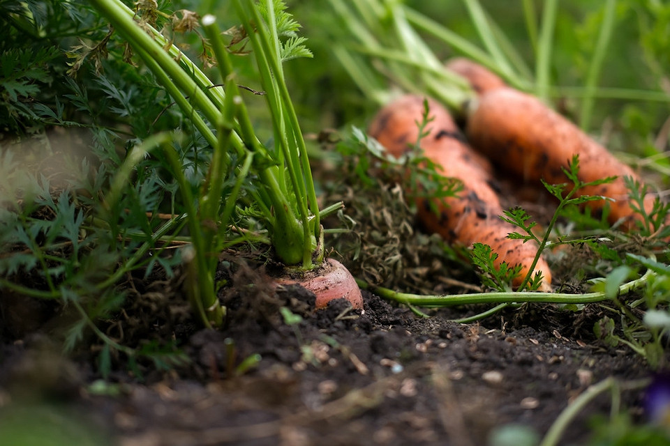 Szybkie warzywa na jesień Sadzenie szybko rosnących warzyw i ziół w sierpniu dla obfitych jesiennych zbiorów.