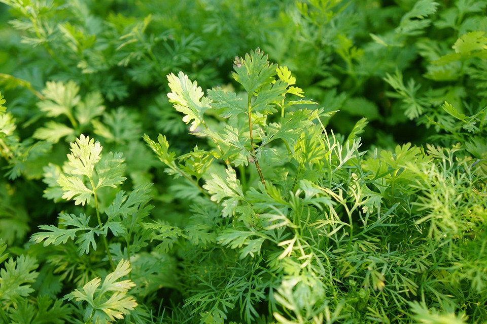 Sierpniowy siew - jesienne zdrowie Uprawa szybko rosnących warzyw w sierpniu: zadbaj o jesienny stół pełen zdrowia.