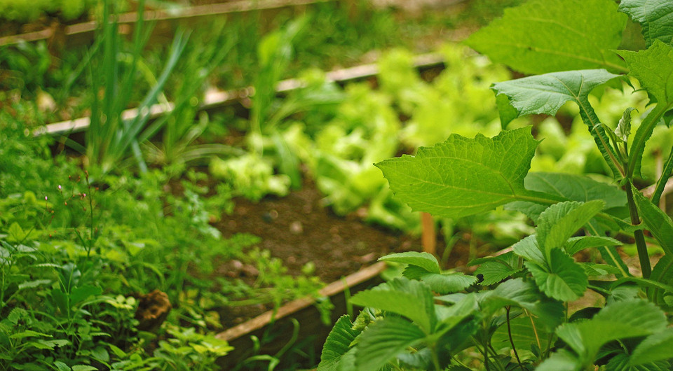 Sierpniowe uprawy na jesień Szybko rosnące warzywa i zioła do posadzenia w sierpniu na jesienne zbiory.