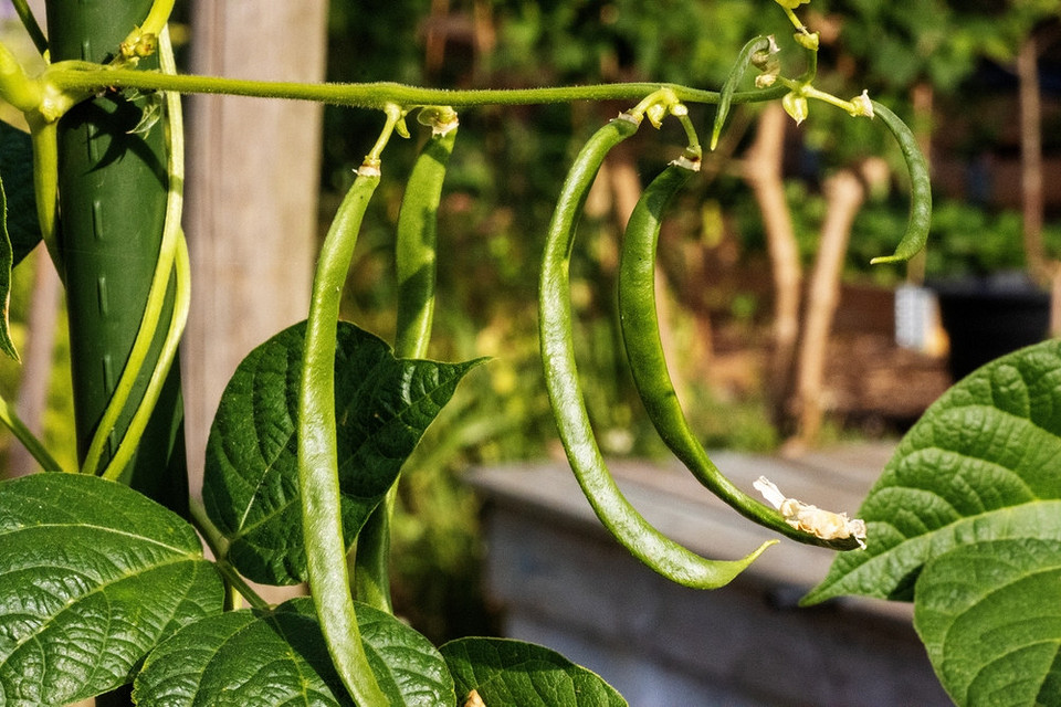 Ogród w sierpniu: co siać? Warzywa i zioła do sadzenia w sierpniu: planowanie jesiennych zbiorów w ogródku.