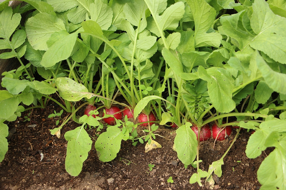 Sierpniowa lista siewu Lista warzyw i ziół, które można posadzić w sierpniu, aby cieszyć się jesiennymi zbiorami.