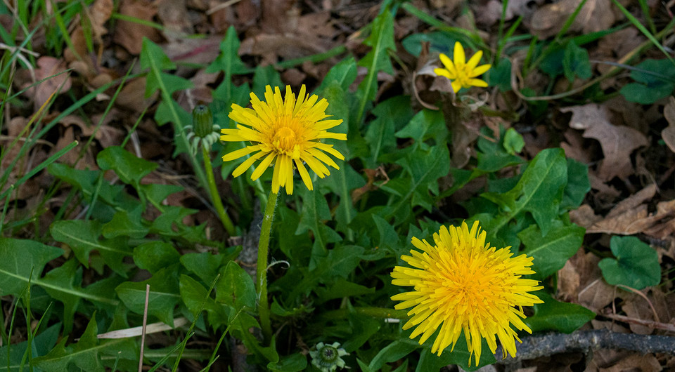 Zwalczanie mniszka: metody Mniszek lekarski w ogrodzie - skuteczne, mechaniczne metody zwalczania oraz herbicydy w akcji.