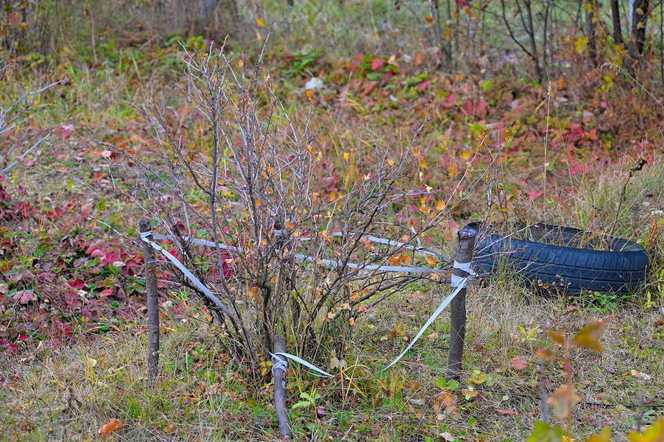 Jesienne cięcie agrestu Cięcie agrestu jesienią 2026: usuwanie starych gałęzi dla lepszego owocowania w przyszłym roku