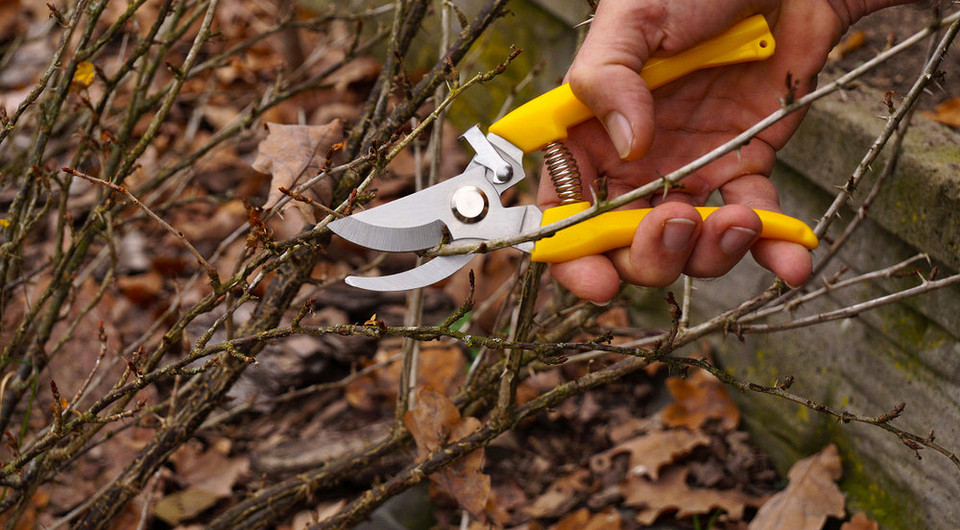 Agrest: przygotuj go do zimy, by latem cieszyć się plonami! — Przygotowanie agrestu do zimy