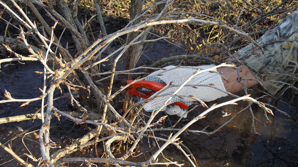 Ochrona agrestu zimą Okrywanie agrestu na zimę: ochrona korzeni przed mrozem dla mniej odpornych odmian