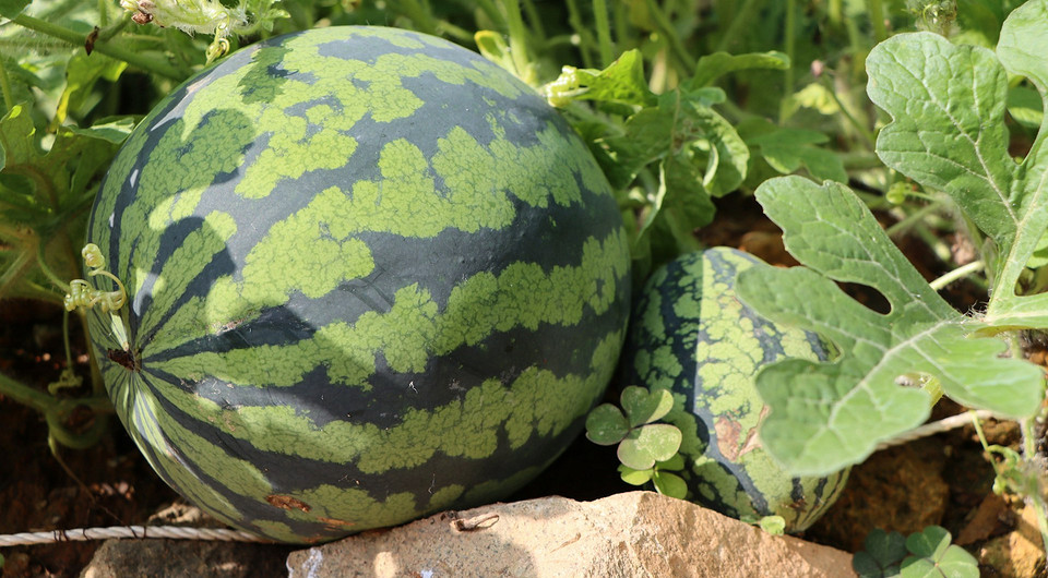 Dojrzały arbuz: jak rozpoznać? Dojrzewające arbuzy na grządce: 6 prostych sposobów na rozpoznanie dojrzałości arbuza z własnej uprawy w 2026 roku.