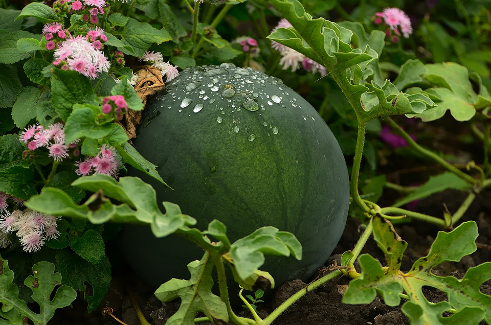 Arbuz: kiedy jest gotowy? Arbuzy rosnące na grządce: zbliżenie, pokazujące różnice w wyglądzie dojrzałych i niedojrzałych owoców w 2026 roku.