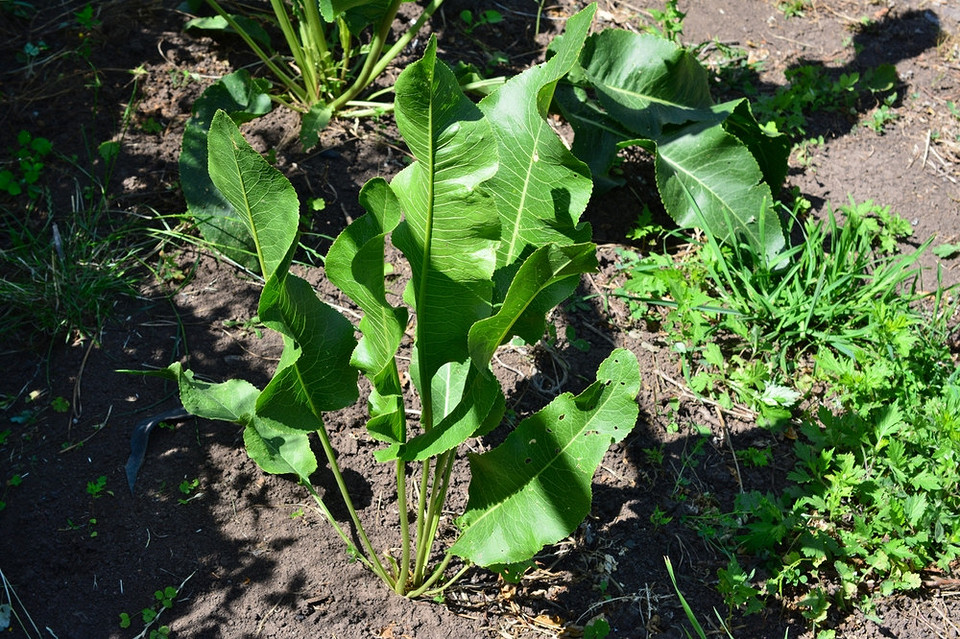 Sadzenie chrzanu w ogrodzie wiosną: uprawa chrzanu w Polsce. Chrzan w ogrodzie 2026