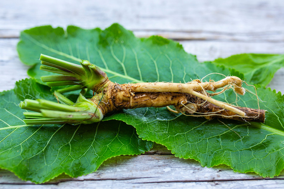 Chrzan z własnej uprawy Sadzenie chrzanu: zielone liście, metody uprawy chrzanu w ogrodzie, porady pielęgnacyjne