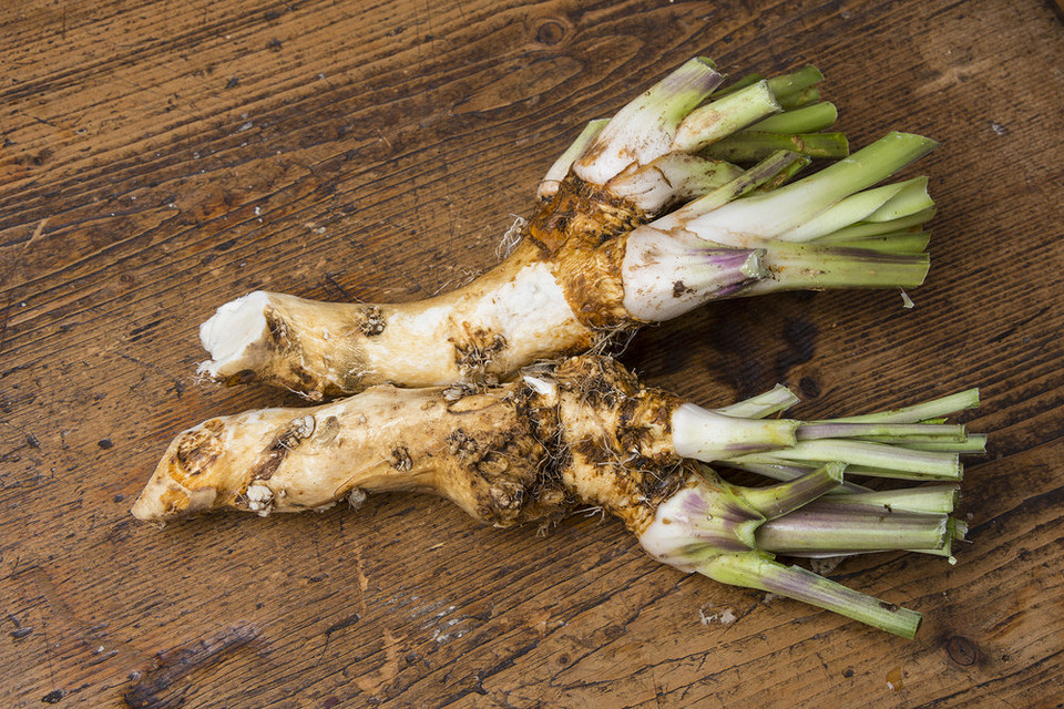 Chrzan z Sadzonek: Uprawa Rozmnażanie chrzanu z sadzonek: proces krok po kroku dla nowego i obfitego plonu.