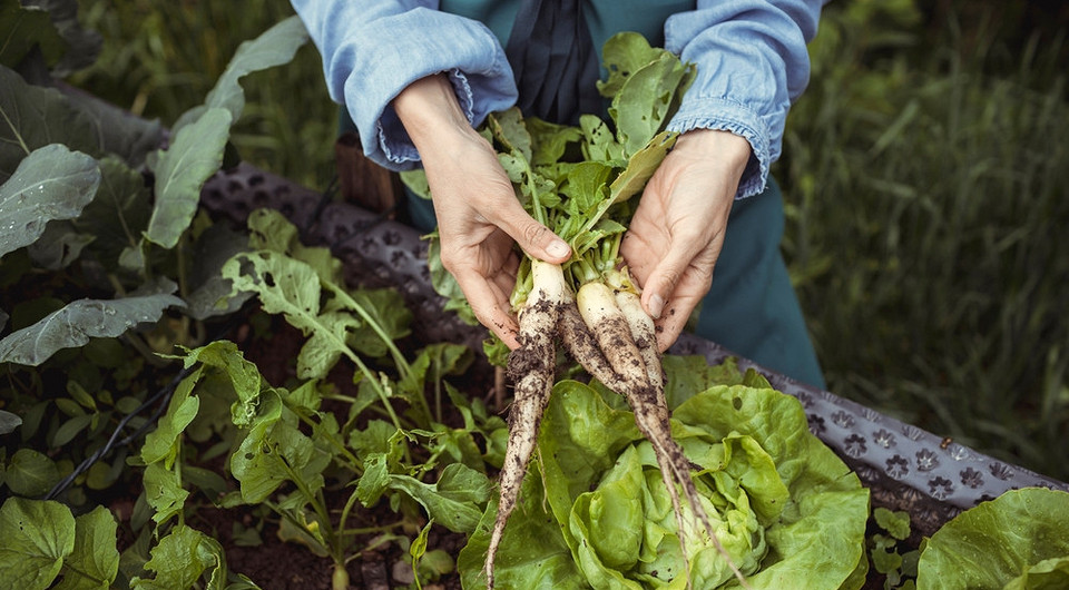 Obfite zbiory chrzanu Uprawa chrzanu w ogrodzie: bujne liście chrzanu, idealny czas sadzenia na udane zbiory w 2026