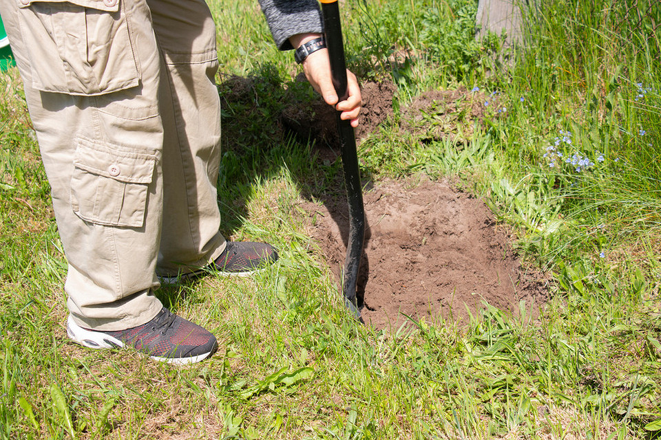 Sadzenie krok po kroku Instrukcja sadzenia winogron jesienią krok po kroku. Poradnik sąsiedzki: gleba, korzenie, klimat 2026.