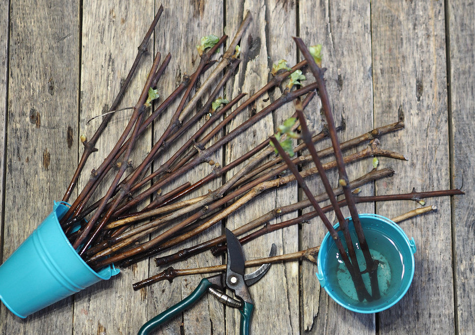 Sadzenie winogron jesienią Sadzenie winogron jesienią: instrukcja krok po kroku i porady dotyczące pielęgnacji sadzonek przed zimą 2026.