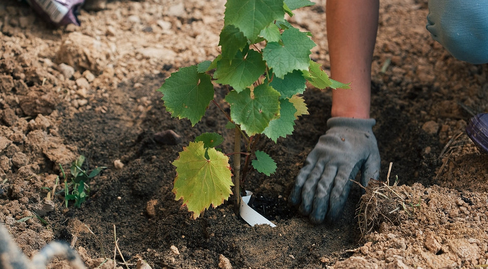 Jesienna pielęgnacja winogron: Jak zapewnić im udany start?
