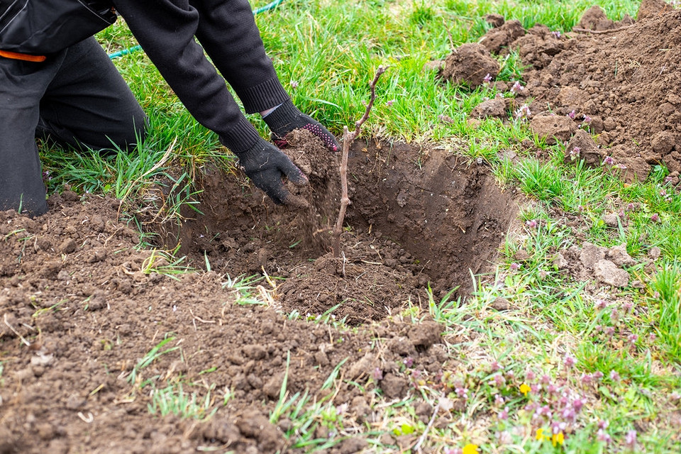 Uprawa winogron jesienią Porady dotyczące uprawy sadzonek winogron jesienią. Odporność na klimat w 2026 roku zależy od sadzenia.