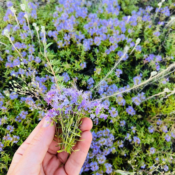 Tymianek: zbiór na zimę Zbiór świeżego tymianku latem: przygotowanie aromatycznego naparu ziołowego na zimę, kiedy zbierać tymianek.