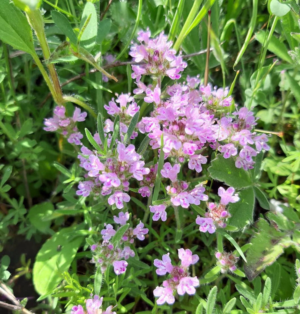 Cząber z własnego ogrodu Uprawa cząbru w ogrodzie: zbiór i suszenie dla domowej spiżarni z ziołami.