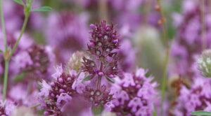 Czaber 2026: Zbiór i suszenie dla pełni smaku przez cały rok — Czaber zbieranie i suszenie