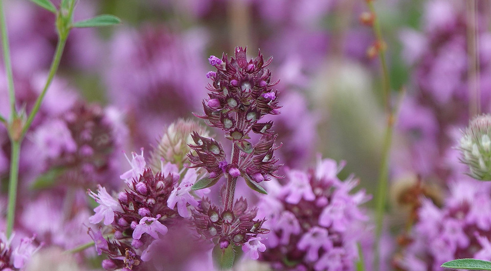 Czaber: zbiór i suszenie Czaber zbierany i suszony: podstawowe zasady zachowania smaku i właściwości leczniczych.