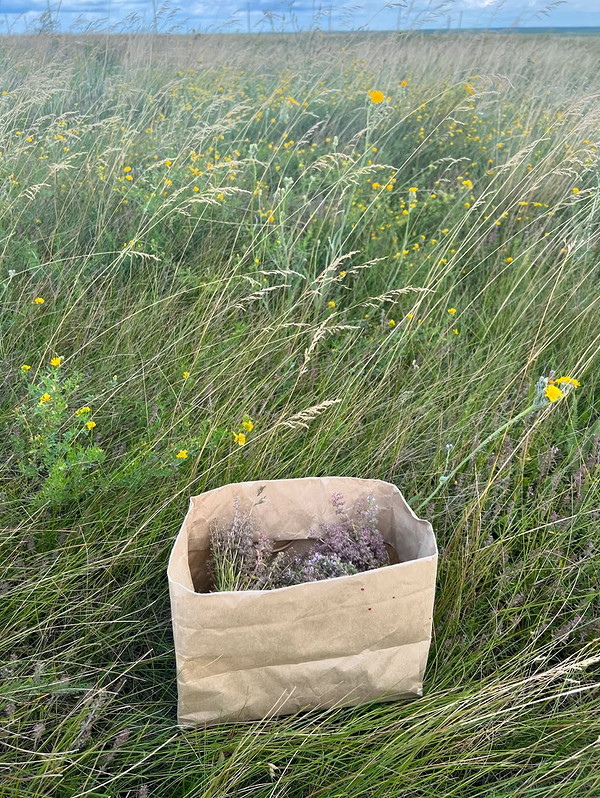 Suszony tymianek: aromat lata Zbiór tymianku na napar ziołowy: suszenie ziół dla zachowania aromatu, tymianek 2026.