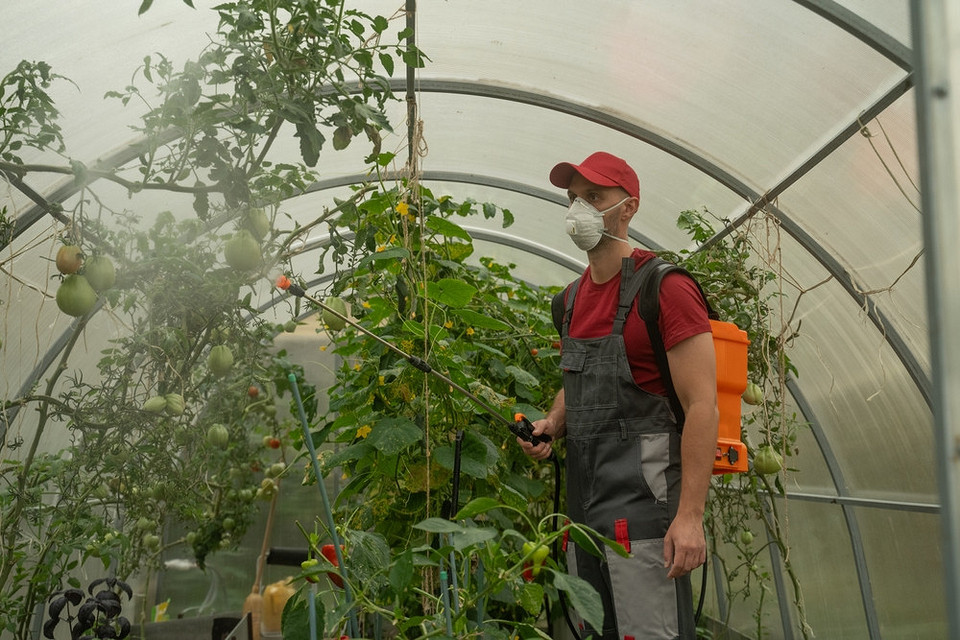 Wczesne objawy Wczesne objawy kladosporiozy na pomidorach: szybkie rozpoznanie i leczenie zainfekowanych roślin.