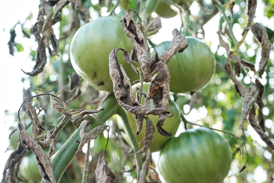 Zniszczone liście Uszkodzone liście pomidorów przez kladosporiozę: rozpoznawanie i skuteczne leczenie zainfekowanych roślin.