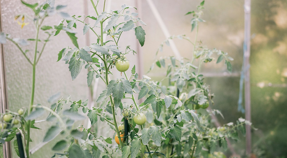 Kladosporioza pomidora Kladosporioza pomidorów w szklarni: rozpoznawanie, leczenie i zapobieganie chorobie grzybowej.