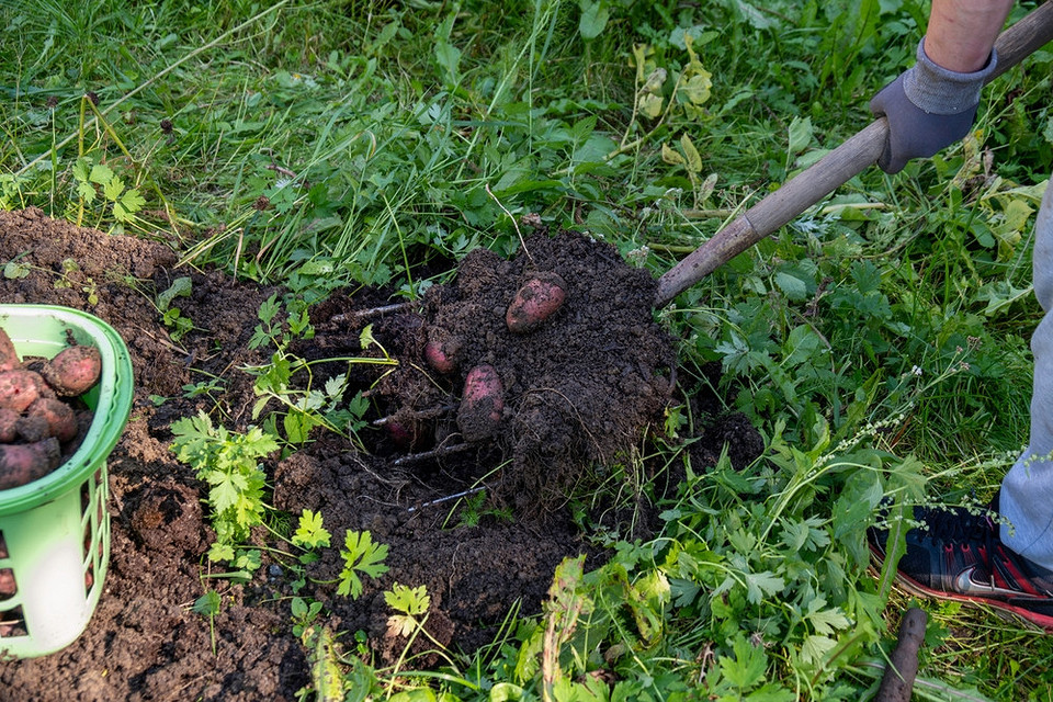 Ręcznie czy motoblokiem? Porównanie metod: Ręczne kopanie ziemniaków vs. użycie motobloku na działce.