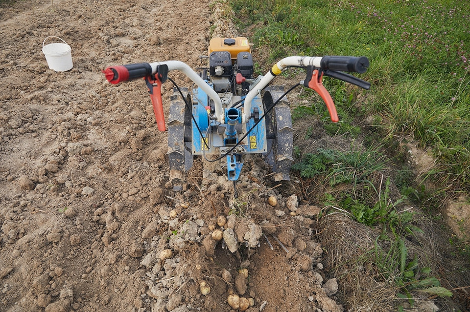 Ziemniaki z własnej działki Ziemniaki prosto z działki: Kopanie, zbiory i przechowywanie plonów ziemniaczanych.