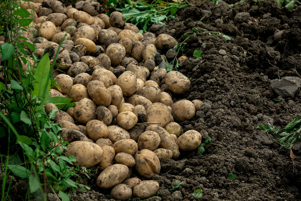 Kopanie na gliniastej glebie Kopanie ziemniaków na gliniastej glebie: Wyzwania i najlepsze praktyki dla ogrodników.