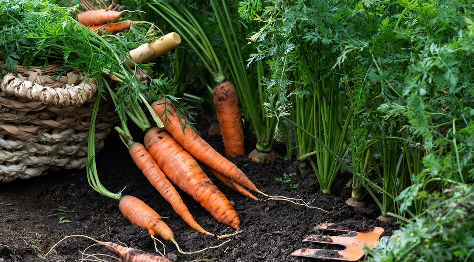 Marchew: Czas zbioru! Zbiór marchwi: porady dla ogrodników na rok 2026, aby cieszyć się smakiem.