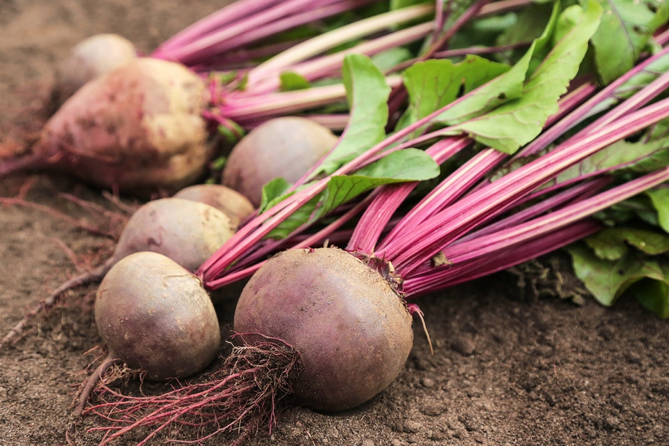 Świeże buraki zimą Buraki zebrane z grządki gotowe do przechowywania, zapewniają świeżość przez całą zimę.