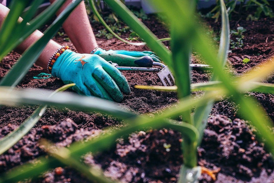Soczysta Siedmiolatka Pielęgnacja cebuli siedmiolatki: jak uprawiać soczystą cebulę w gruncie w 2026 roku.