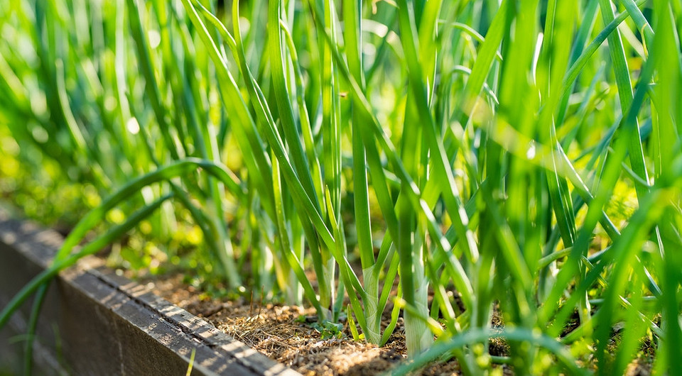 Cebula siedmiolatka: Twój własny zielony azyl i plony przez cały rok