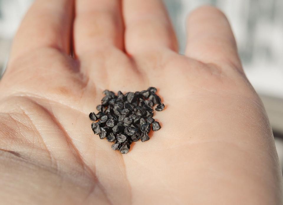 Cebula Siedmiolatka 2026 Uprawa cebuli siedmiolatki w ogrodzie: porady dotyczące sadzenia w roku 2026.