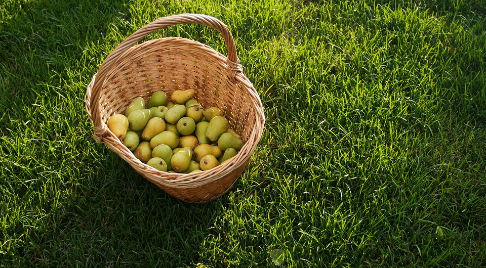 Wrzesień 2026: Prace ogrodowe Wrześniowy kalendarz księżycowy ogrodnika 2026: dobre dni na prace w ogrodzie i sadzie.