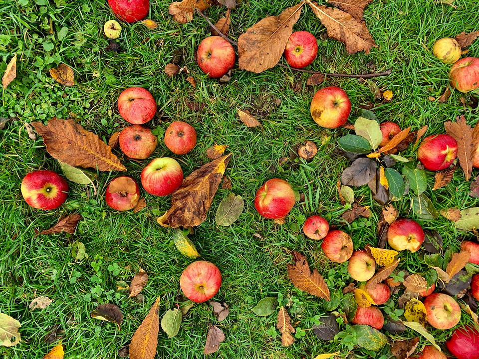 Kompostowanie jabłek – porady Kompostowanie jabłek: porady i wskazówki dotyczące prawidłowego procesu kompostowania.