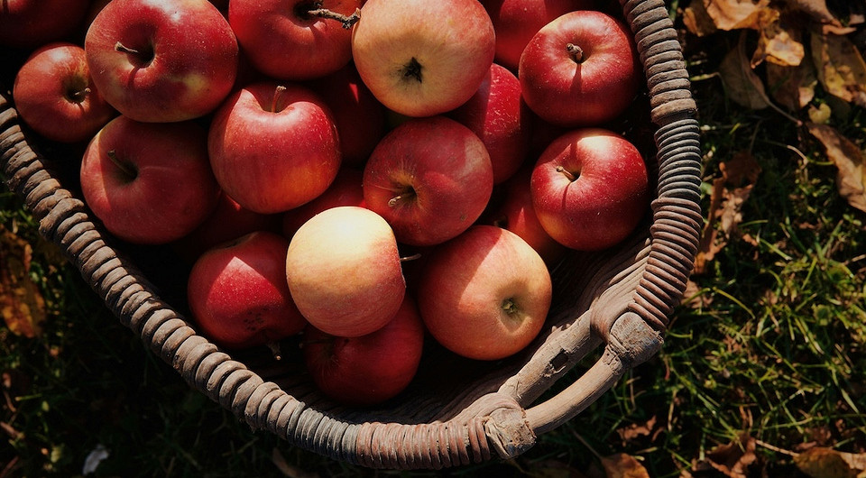 Jabłka na kompost - nawóz Kompostowanie jabłek: opadłe jabłka przekształcone w naturalny nawóz w kompostowniku.