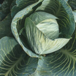 Kapusta: Obrywać liście? Kiedy to naprawdę ma sens?