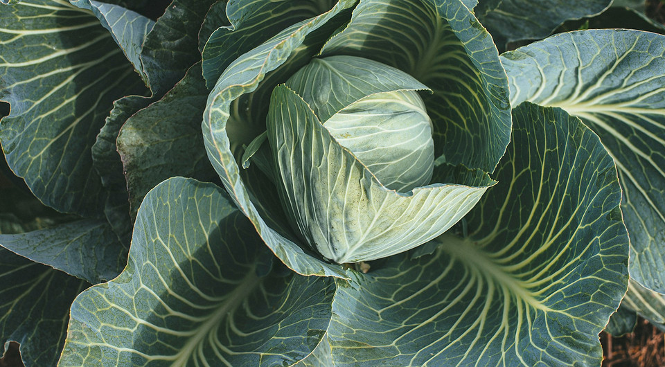 Obrywać? Kiedy? Liście kapusty: Kiedy obrywanie dolnych liści ma sens dla zdrowego wzrostu?