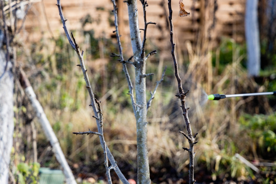 Profilaktyka i ochrona Jesienne opryski siarczanem żelaza zapobiegają chorobom i niszczą zimujące szkodniki.