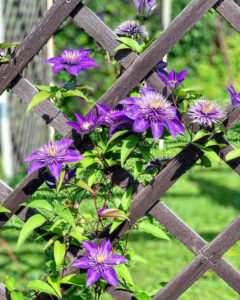 Podpory dla powojników: Jak wybrać najlepsze i cieszyć się pięknym ogrodem? — Podpory dla powojników