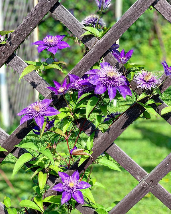Podpory dla powojników Różne materiały na podpory dla powojników: drewno, metal i inne.