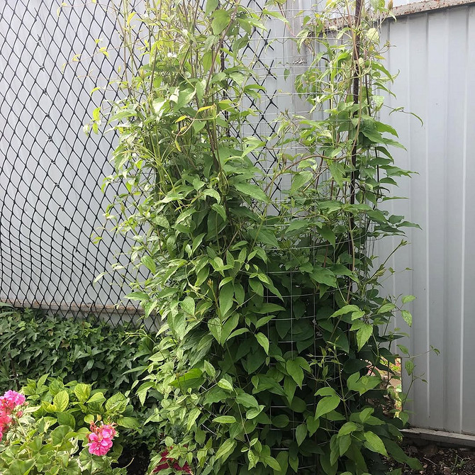 Kwitnący Zakątek Ręcznie robiona opora dla klemantisów, tworząca kwitnący zakątek w ogrodzie.