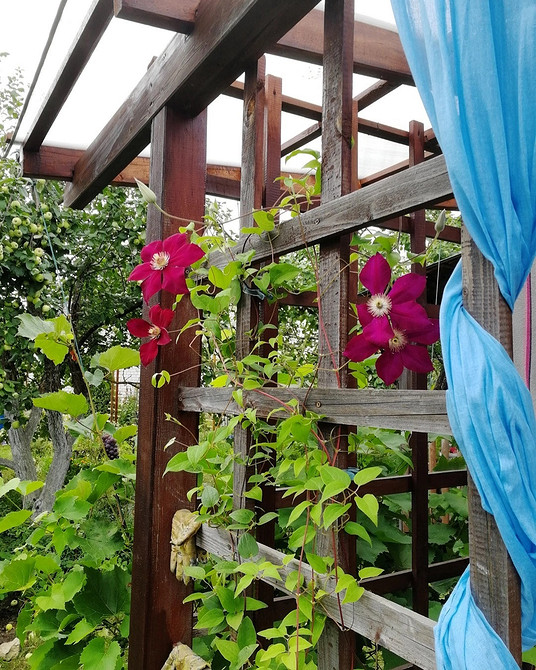 Powojnik: Idealna opora! Metalowa opora DIY dla powojnika w małym ogrodzie wertykalnym 2026.