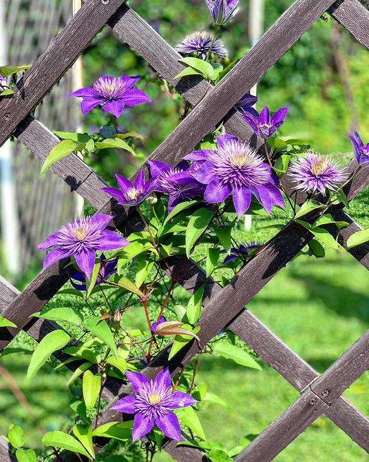 Powojnik na ścianie Powojnik wspina się po ścianie domu, wykorzystując specjalne mocowania.