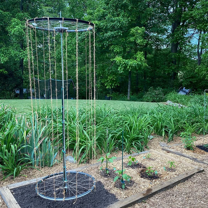 Bambusowa Opora Bambusowa opora dla klemantisów w nowoczesnym ogrodzie.