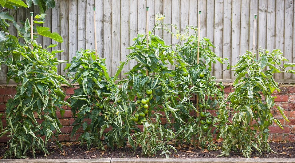 Pomidory 2026: Skręcają się liście? Przyczyny i skuteczne rozwiązania