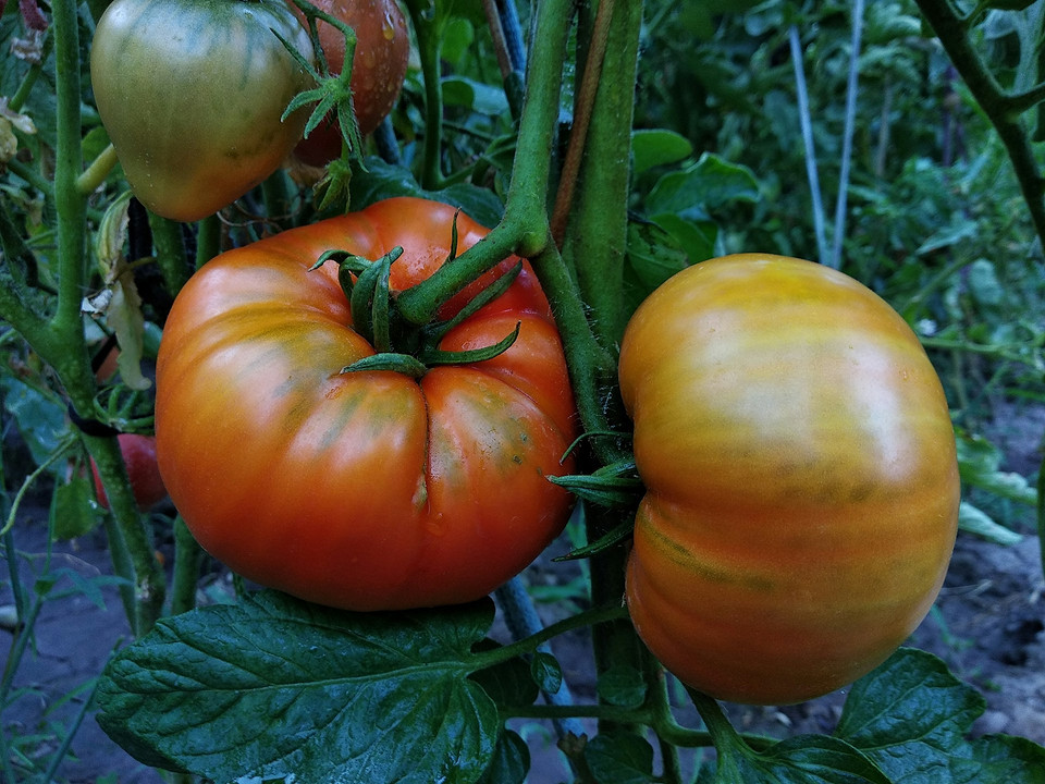 Zbliżenie na zdrowe, zielone liście pomidora w sierpniu po nawożeniu.
